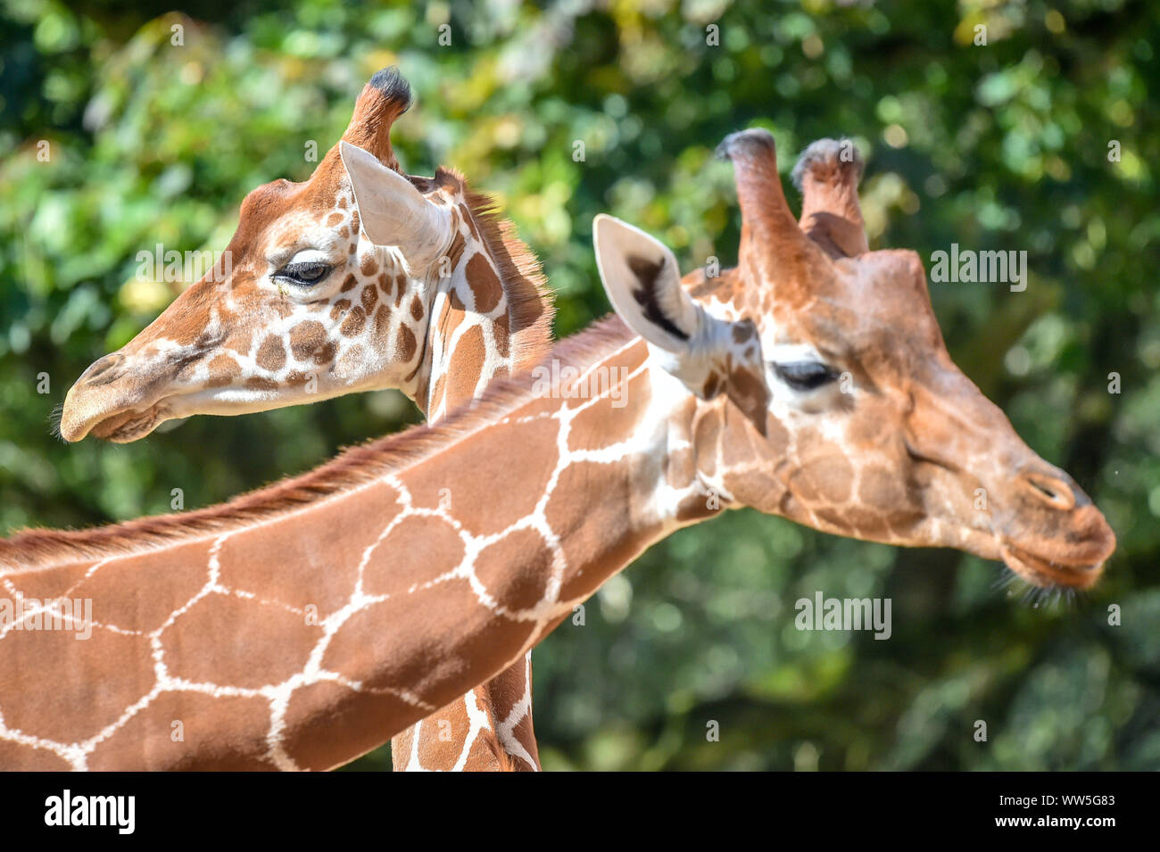 Tico (links), der 20 Monate alte Netzgiraffe setzt sich in seinem Gehege im wilden Ort Projekt nach der Übertragung vom eine Attraktion in Kopenhagen, die Mitgliedschaft bei anderen Giraffen Tom und Dayo in ihrem 1,8 Hektar großen Ausstellung in South Gloucestershire. Stockfoto