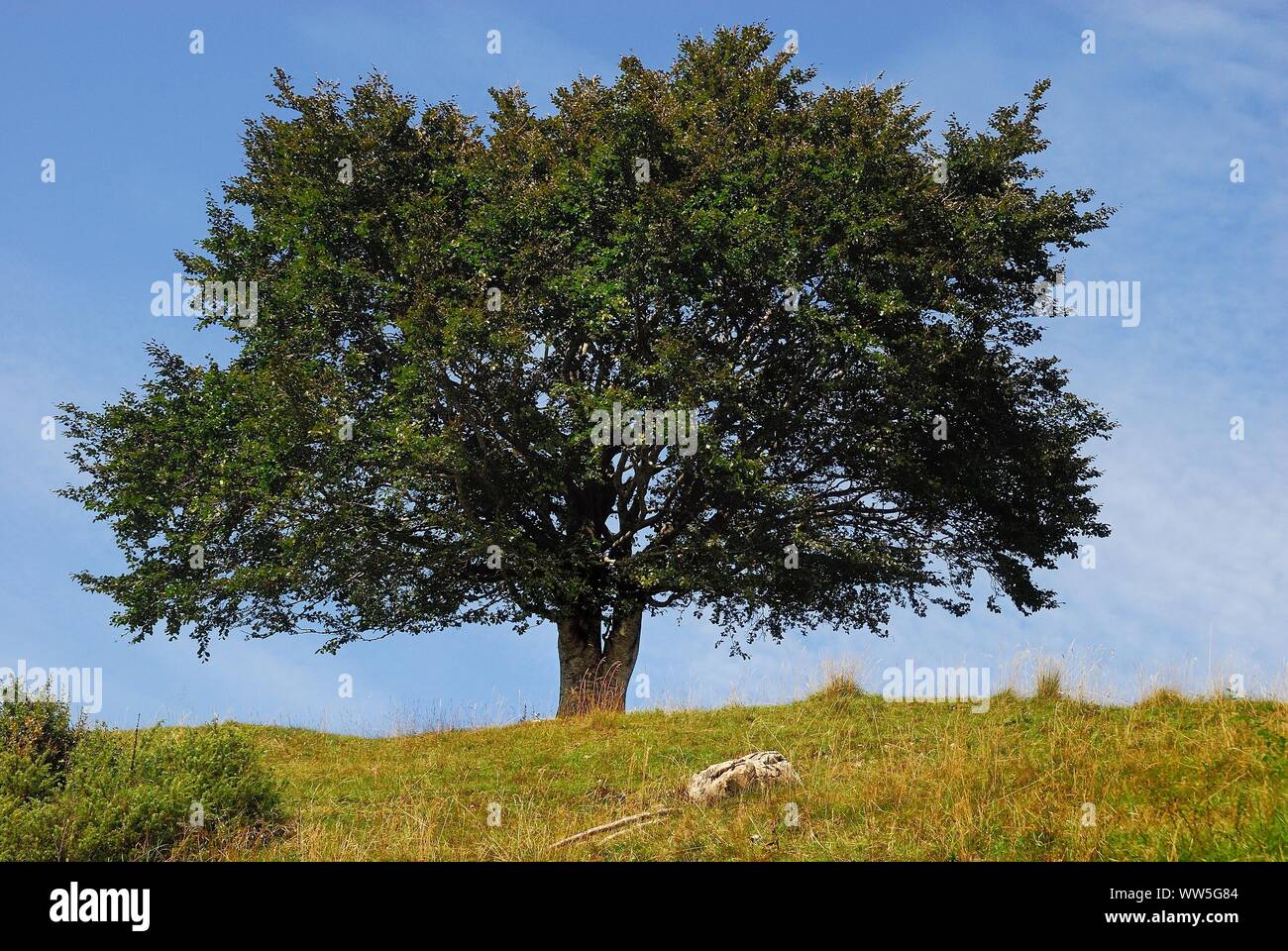 Trentino Alto Adige, Italien. Vezzena pass. Eine Eiche am Rande des Hügels. Stockfoto