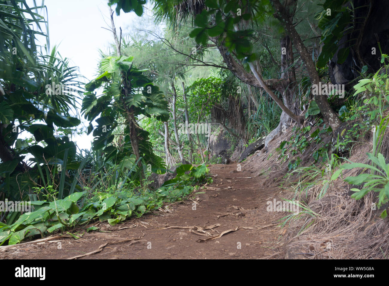 Urwald im Landesinneren, Kauai, Hawaii, USA Stockfoto