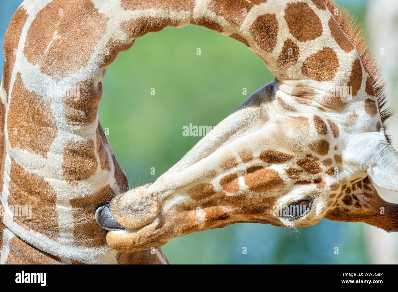 Tico, der 20 Monate alte Netzgiraffe hat ein Lecken, wie er in seinem Gehege im wilden Ort Projekt setzt sich nach der Übertragung vom eine Attraktion in Kopenhagen, die Mitgliedschaft bei anderen Giraffen Tom und Dayo in ihrem 1,8 Hektar großen Ausstellung in South Gloucestershire. Stockfoto