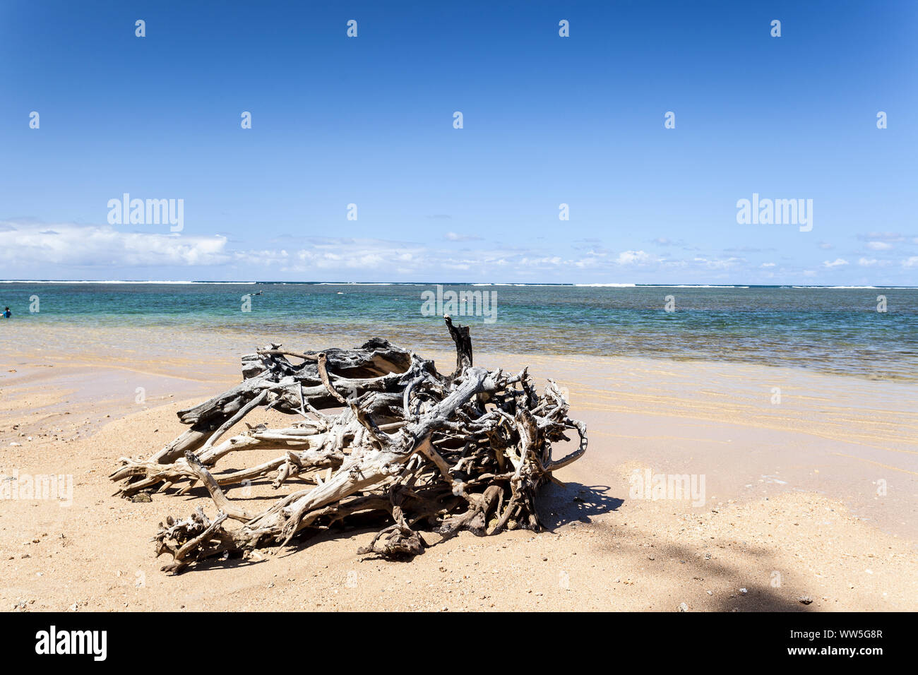 Treibholz am einsamen Strand, Kauai, Hawaii, USA Stockfoto