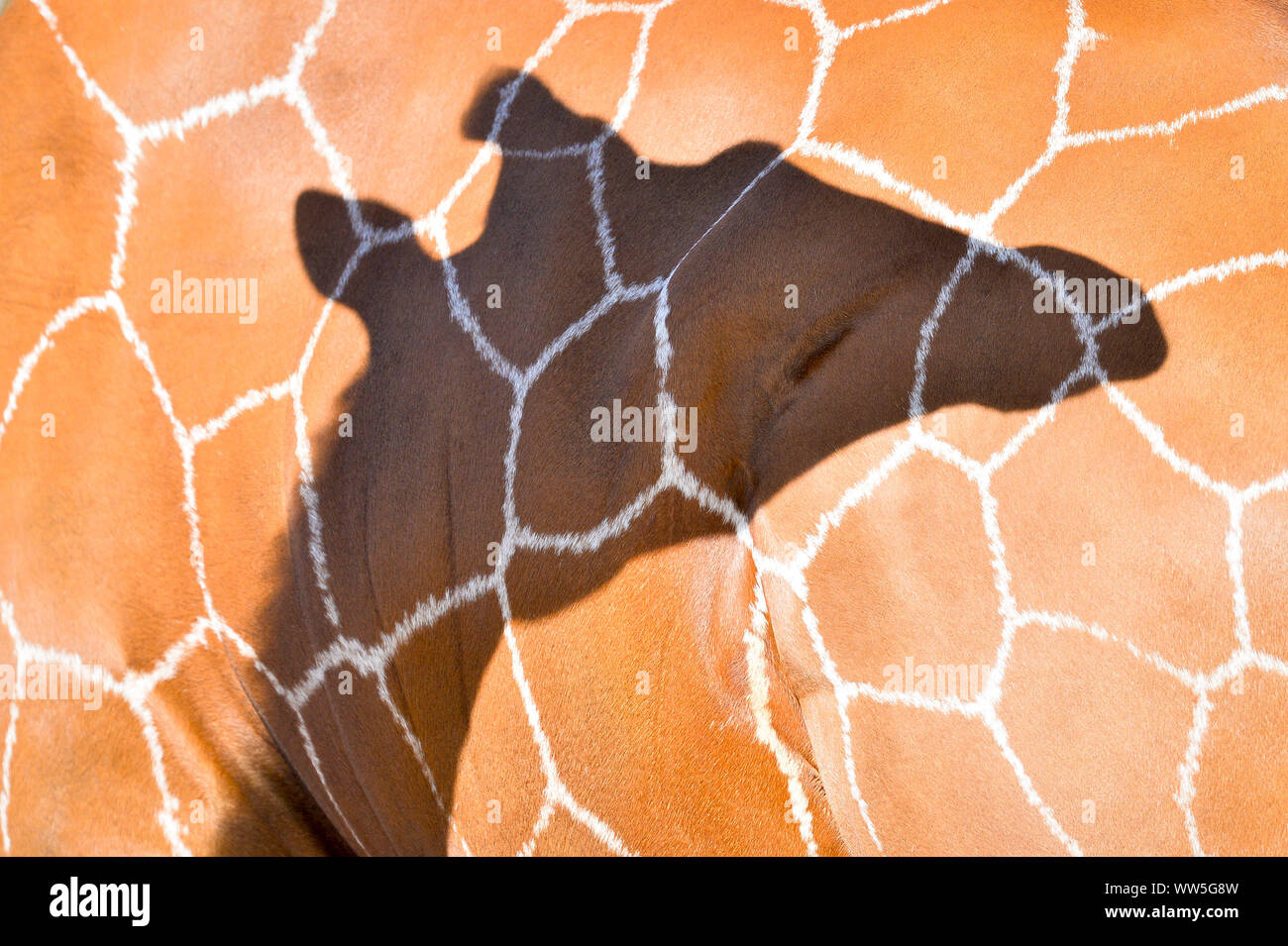 Der Schatten der Tico, der 20 Monate alte Netzgiraffe fällt auf der Rückseite des Tom, wie er in seinem Gehege im wilden Ort Projekt setzt sich nach der Übertragung vom eine Attraktion in Kopenhagen, die Mitgliedschaft bei anderen Giraffen Tom und Dayo in ihrem 1,8 Hektar großen Ausstellung in South Gloucestershire. Stockfoto