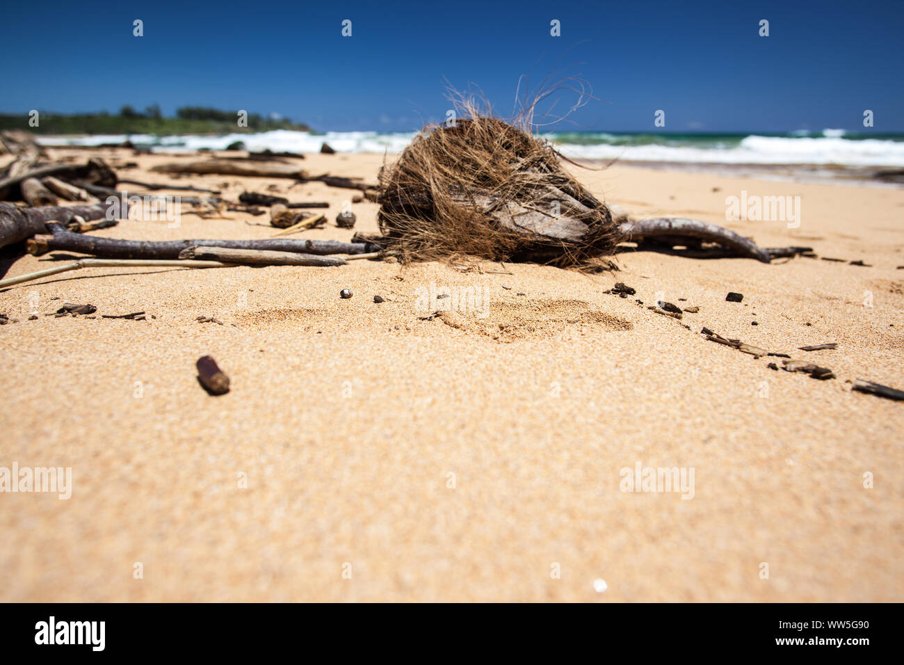 Treibholz am einsamen Strand, Kauai, Hawaii, USA Stockfoto