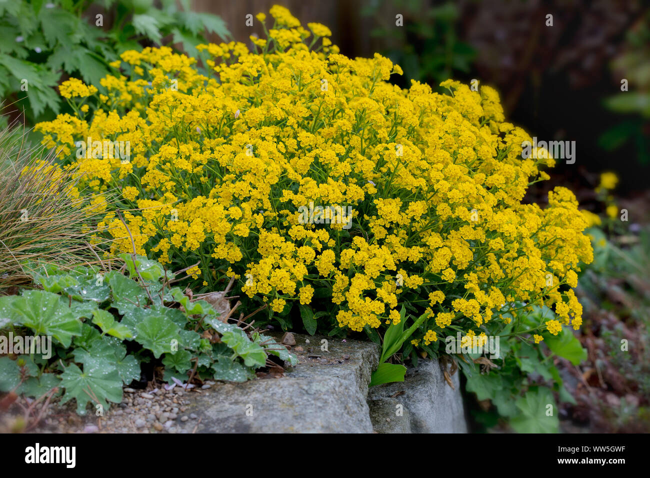 Berg fetthenne im Stein Garten Stockfoto