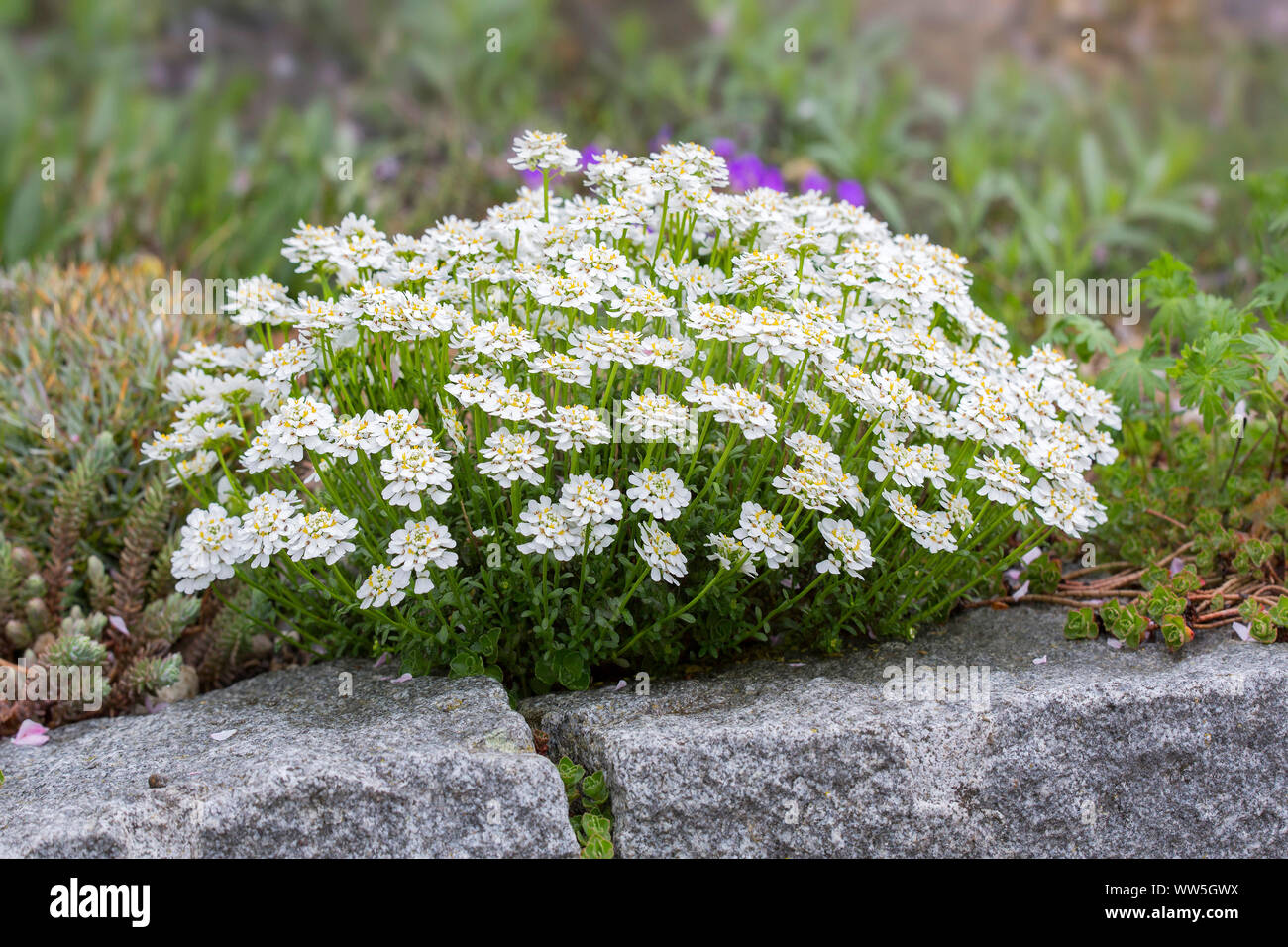 Sweet Alison im Steingarten, Lobularia maritima Stockfoto