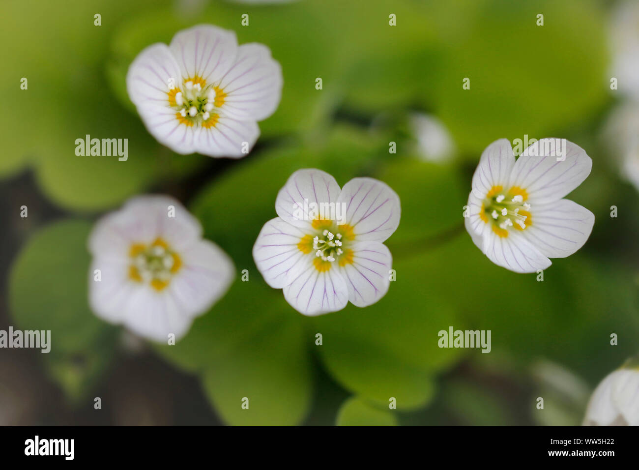 Gemeinsame Blüten, Sauerklee Oxalis Naiandinus Stockfoto