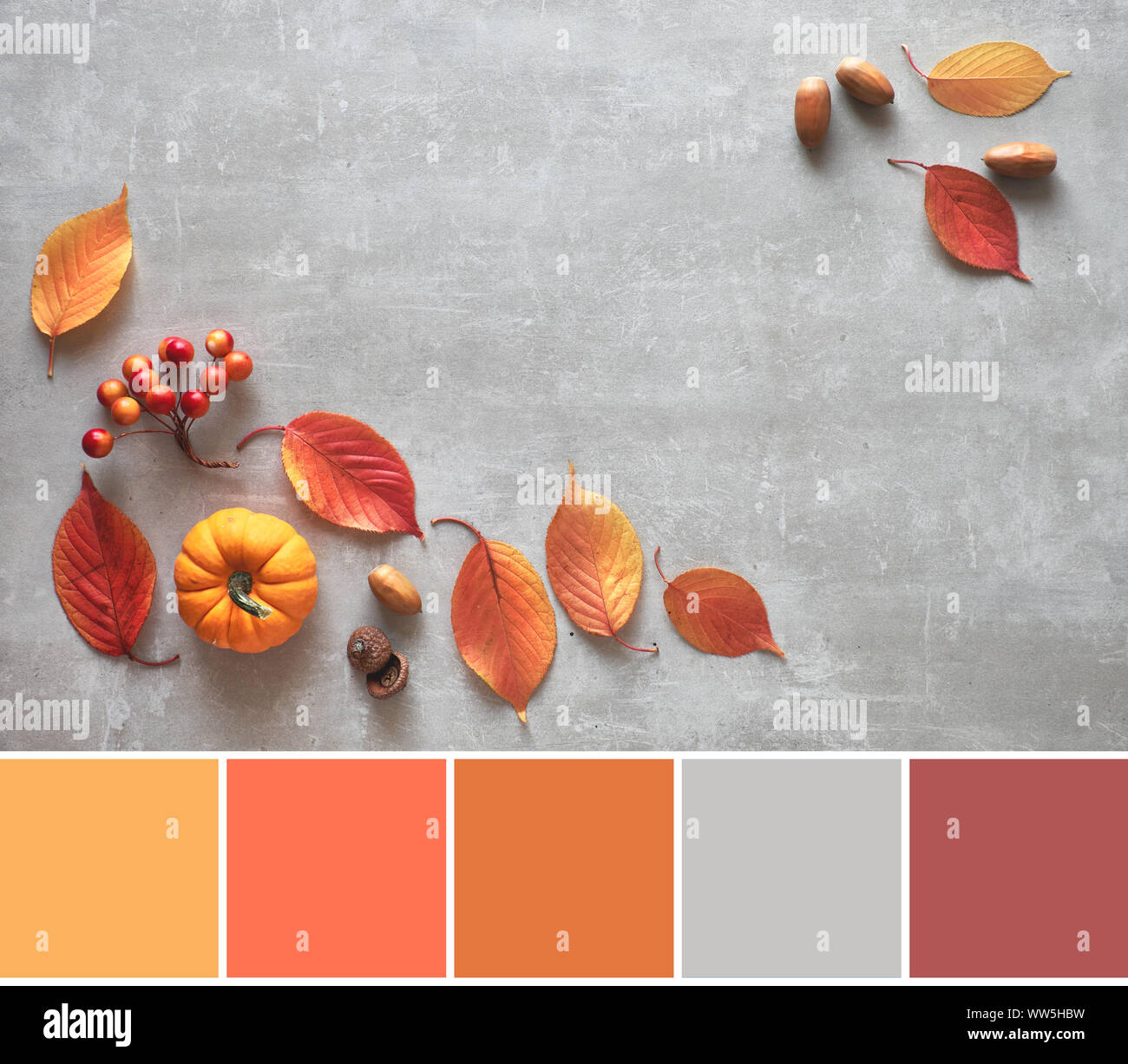 Farblich passende Palette von Herbst Hintergrund mit orange Kürbis und rote Blätter auf grauem Beton Stockfoto