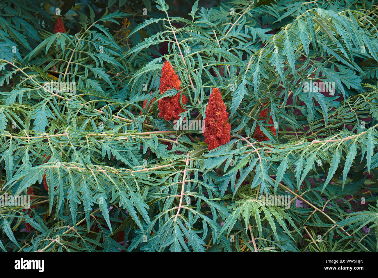 Sumac, Cut-Blatt staghorn sumac, Rhus tpphina, Pflanzen mit roten Beeren wachsen oputdoor. Stockfoto