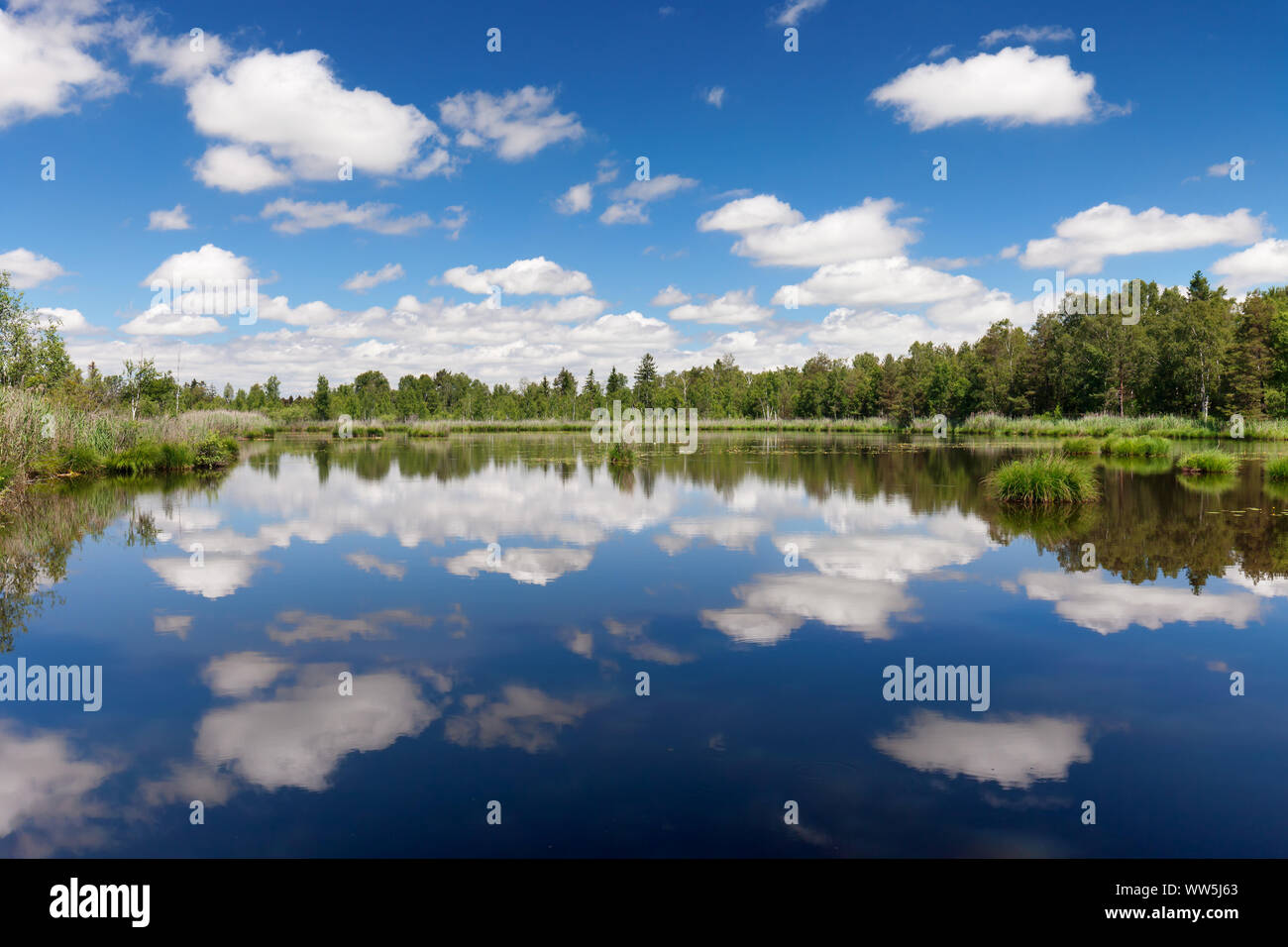 Moor Wurzacher Ried, Bad Wurzach, Oberschwaben, Baden-Württemberg, Deutschland Stockfoto