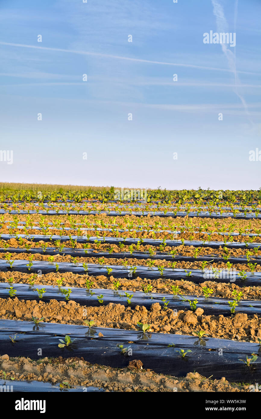 Bio Bauernhof Feld mit Patches mit Kunststoff mulch bei Sonnenuntergang abgedeckt. Stockfoto