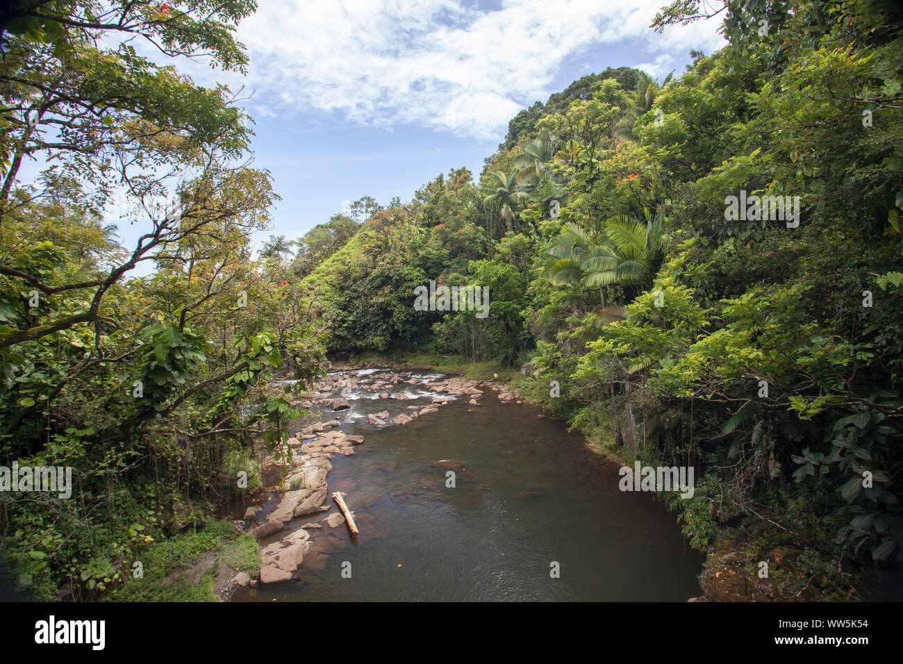 Fluss in den Urwald, Big Island, Hawaii, USA Stockfoto