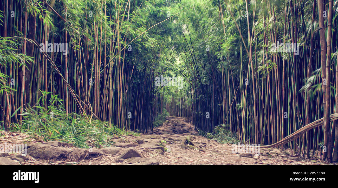 Bambuswald, Maui, Hawaii, USA Stockfoto