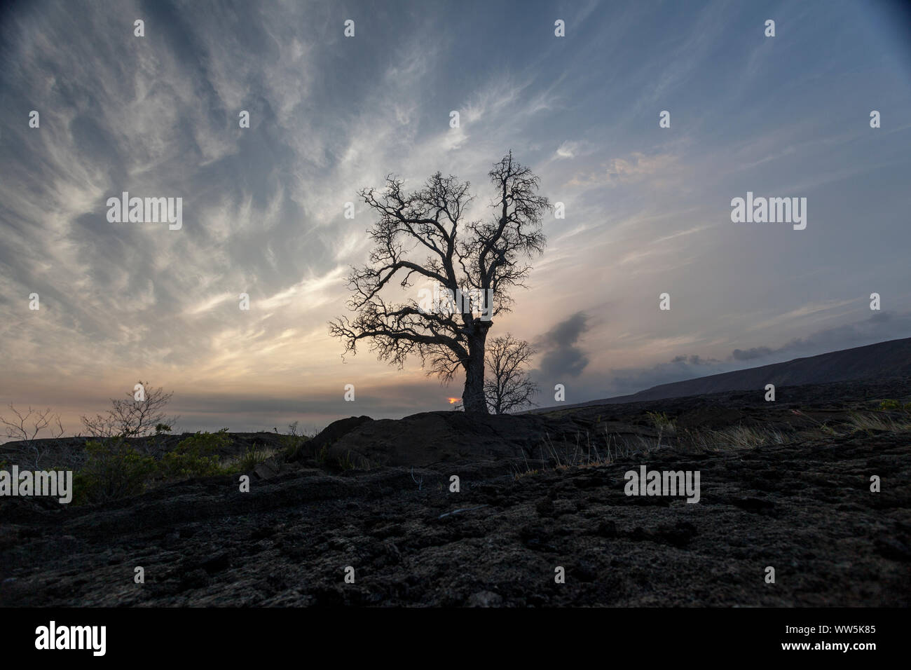 Erstarrte Lava und toten Baum bei Sonnenuntergang, Volcanoes National Park, Big Island, Hawaii, USA Stockfoto