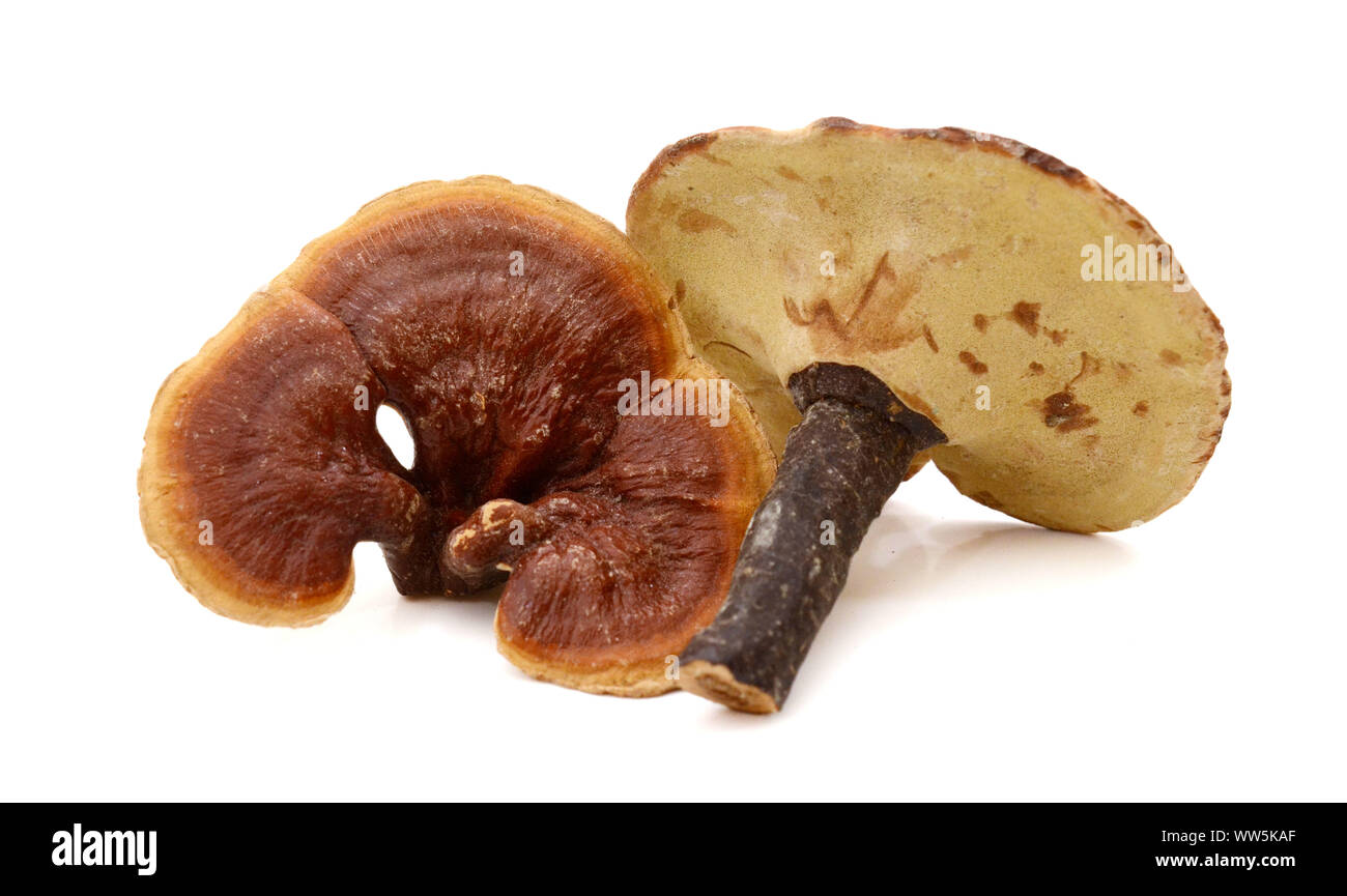 Pilz Stockfoto