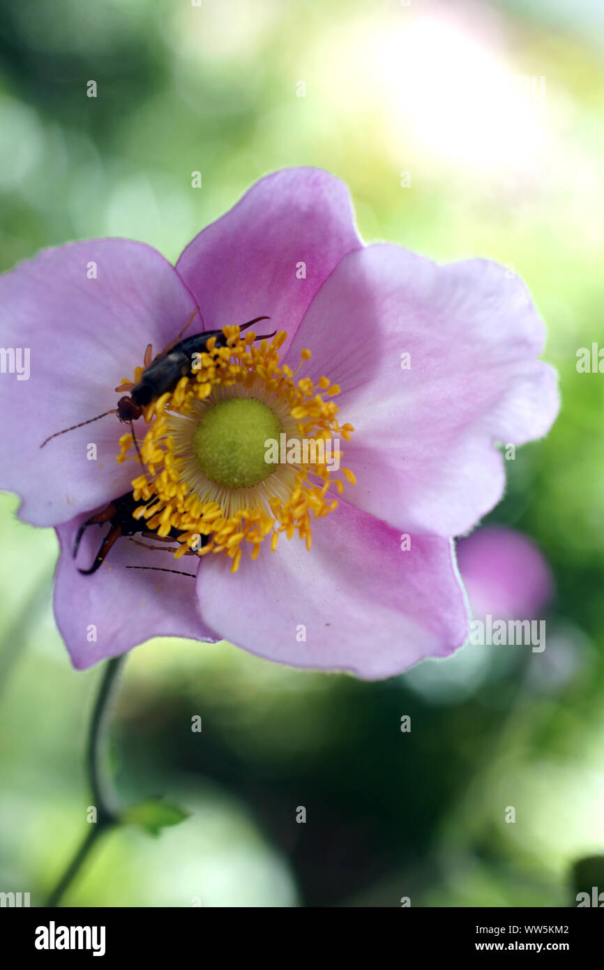 Makrofotografie eines japanischen Anemone mit ohrwürmer in der Blüte, Stockfoto