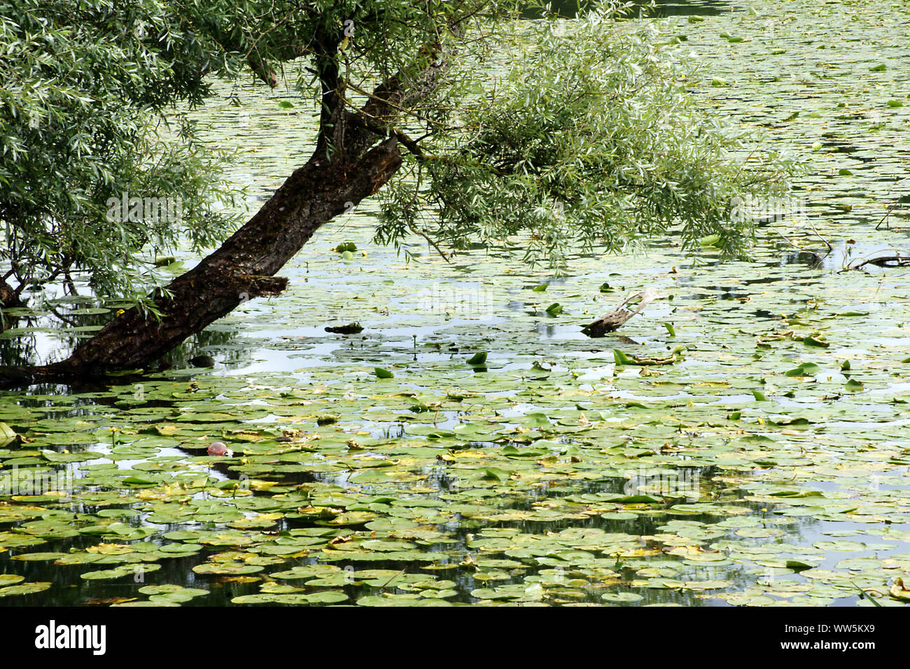 Fotografie von einer Weide und der seerosen am Ufer eines Sees, Stockfoto