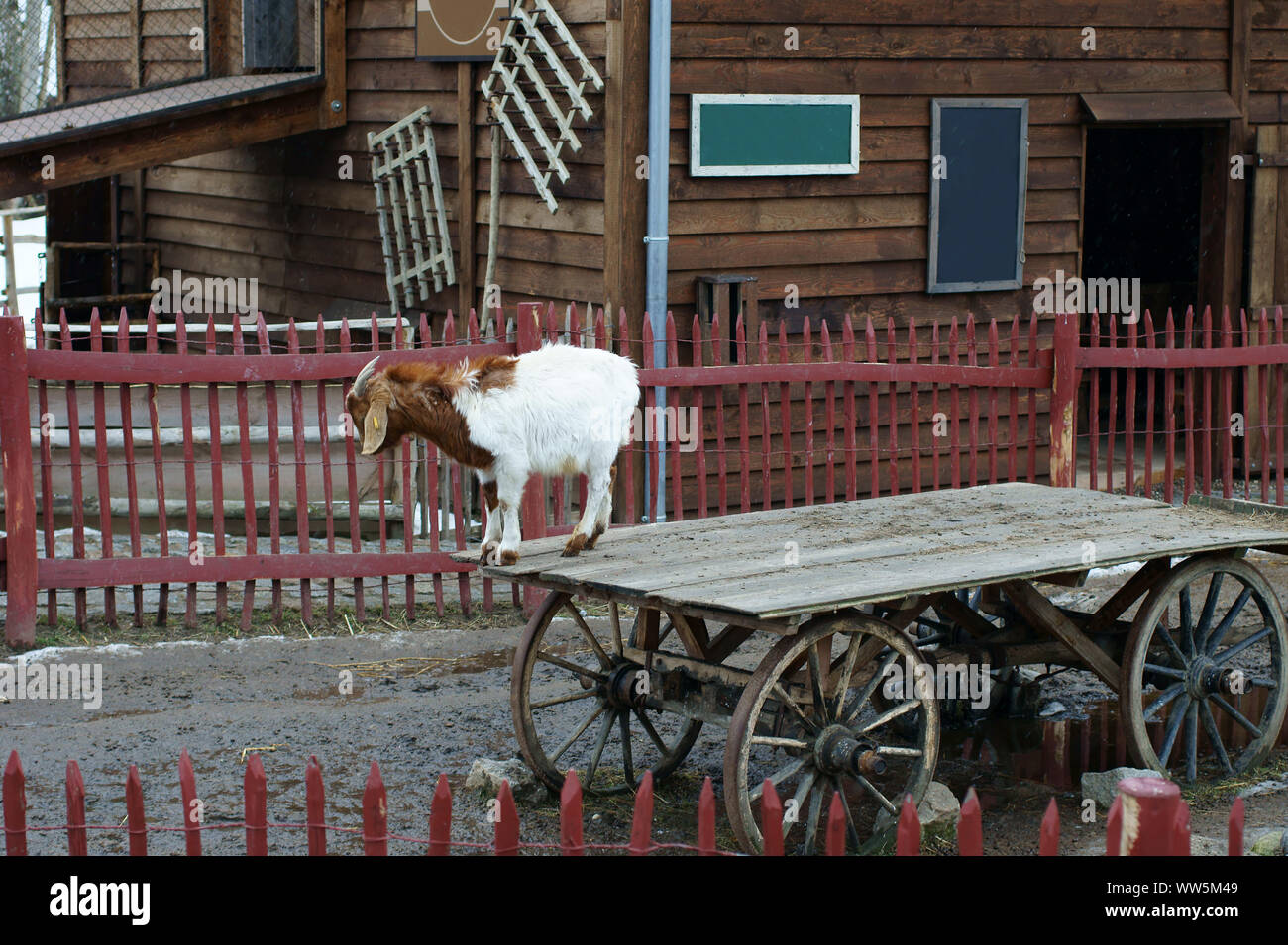 Fotografie einer Ziege in einem eingezäunten Gehege von einem Bauernhof, Stockfoto