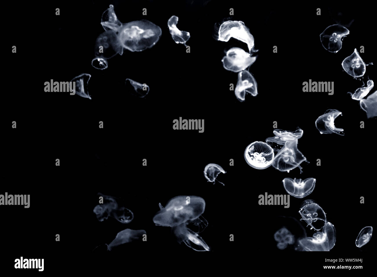 Fotografie von hellen Qualle, Stockfoto