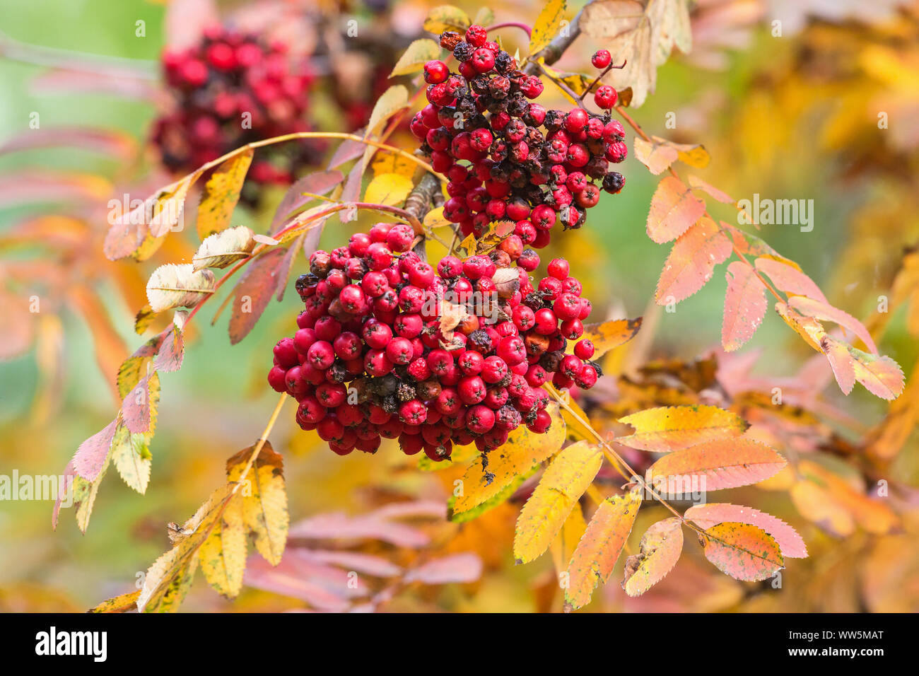 Vogelbeeren auf einem Zweig mit Herbstfarben Stockfoto