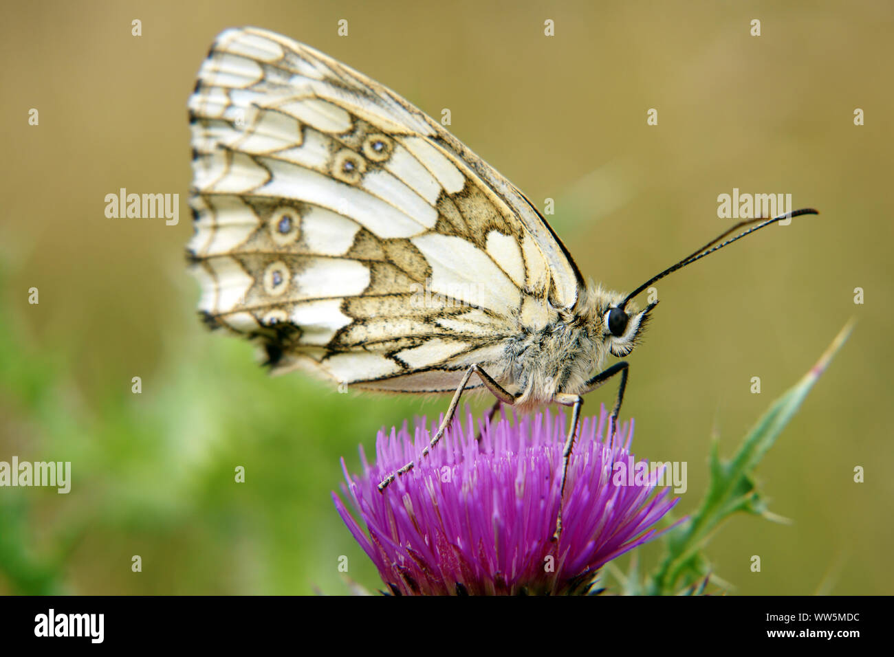 Natur Fotografie eines Schmetterlings, marmoriert weiß, Melanargia galathea auf einem thistle blossom, Stockfoto
