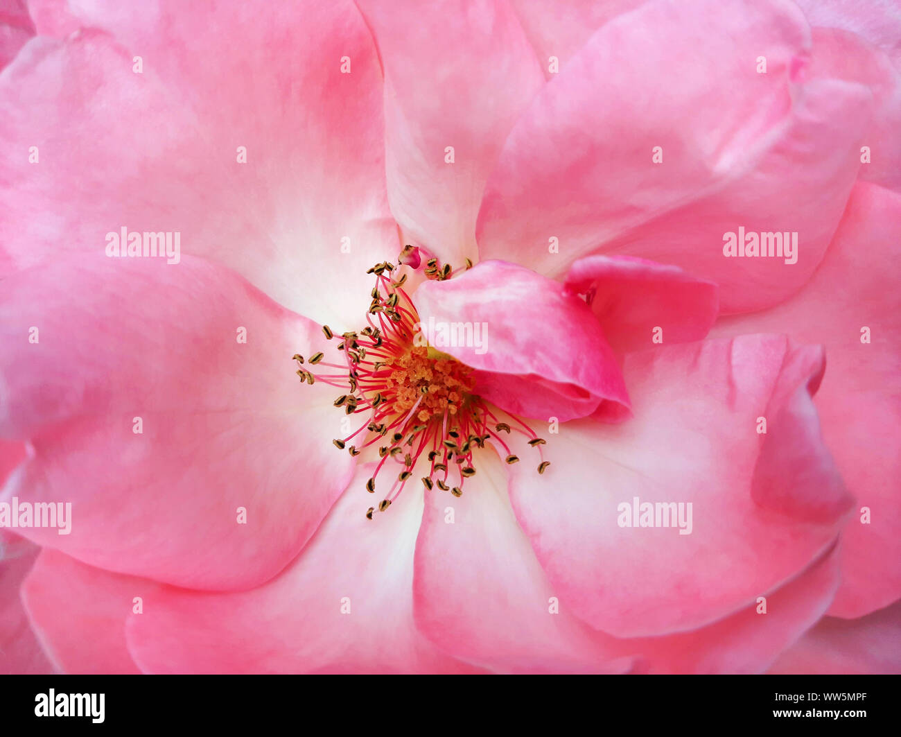 Rosa Rose Blume. Makroaufnahme. Selektiver Fokus Stockfoto