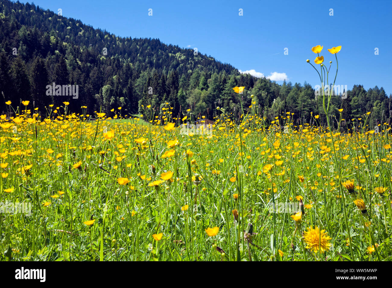 blühenden Alm Stockfoto