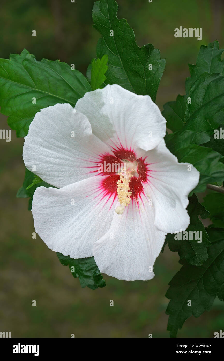 Hibiskus, stieg von Sharon, Hibiscus syriacus, einzelne weiße Blume wächst Outdoor. Stockfoto