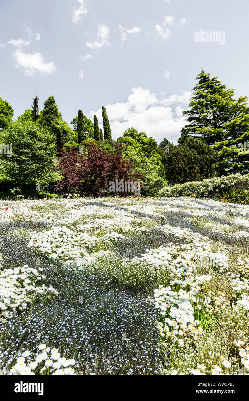Hahn blumenwiese -Fotos und -Bildmaterial in hoher Auflösung – Alamy