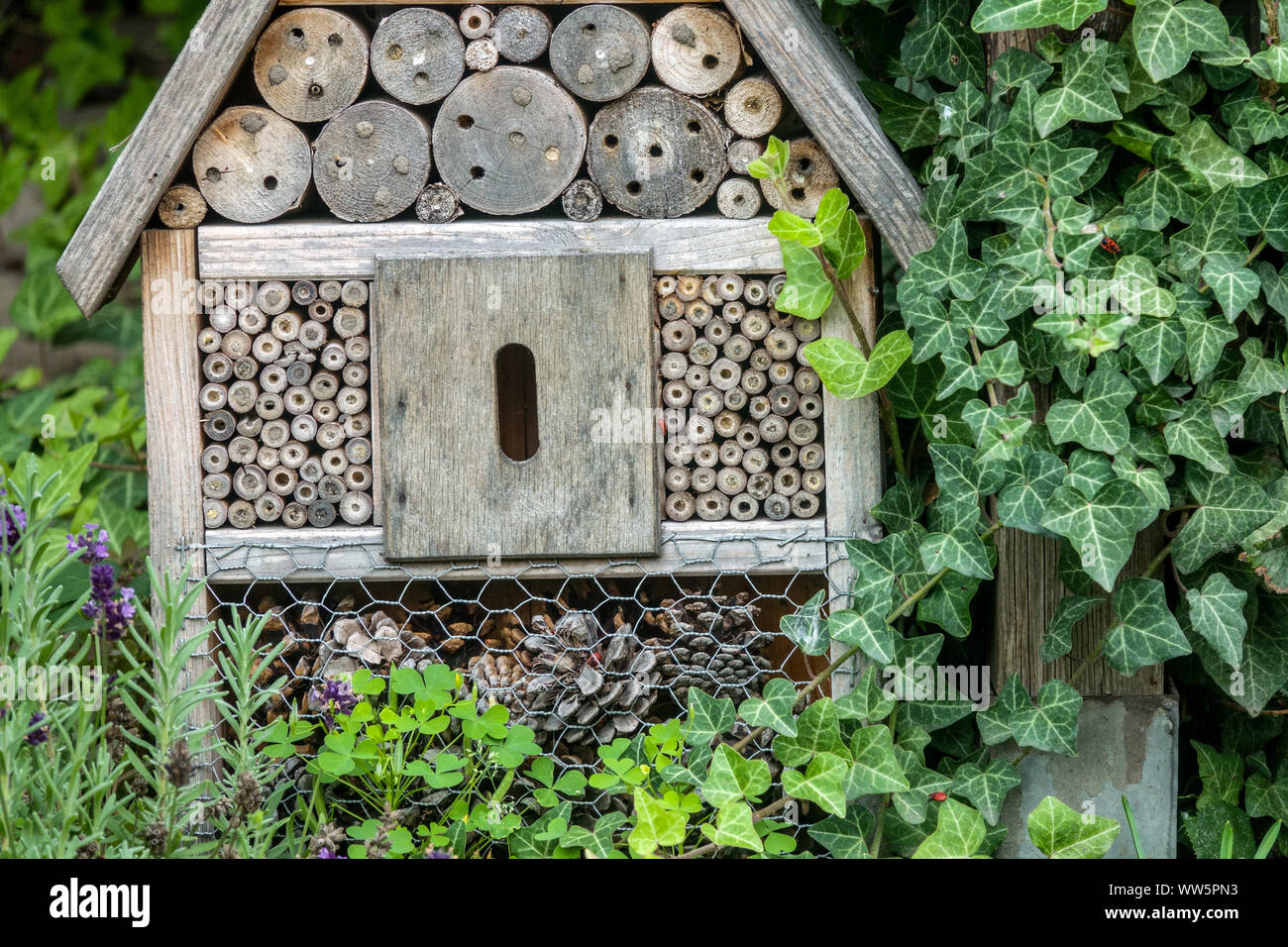 Insektenhotel für die einsamen Bienen, Bienenhotel in einem Garten, Kriechpflanze Hedera-Insektenhotel, bienenfreundlicher Garten Stockfoto