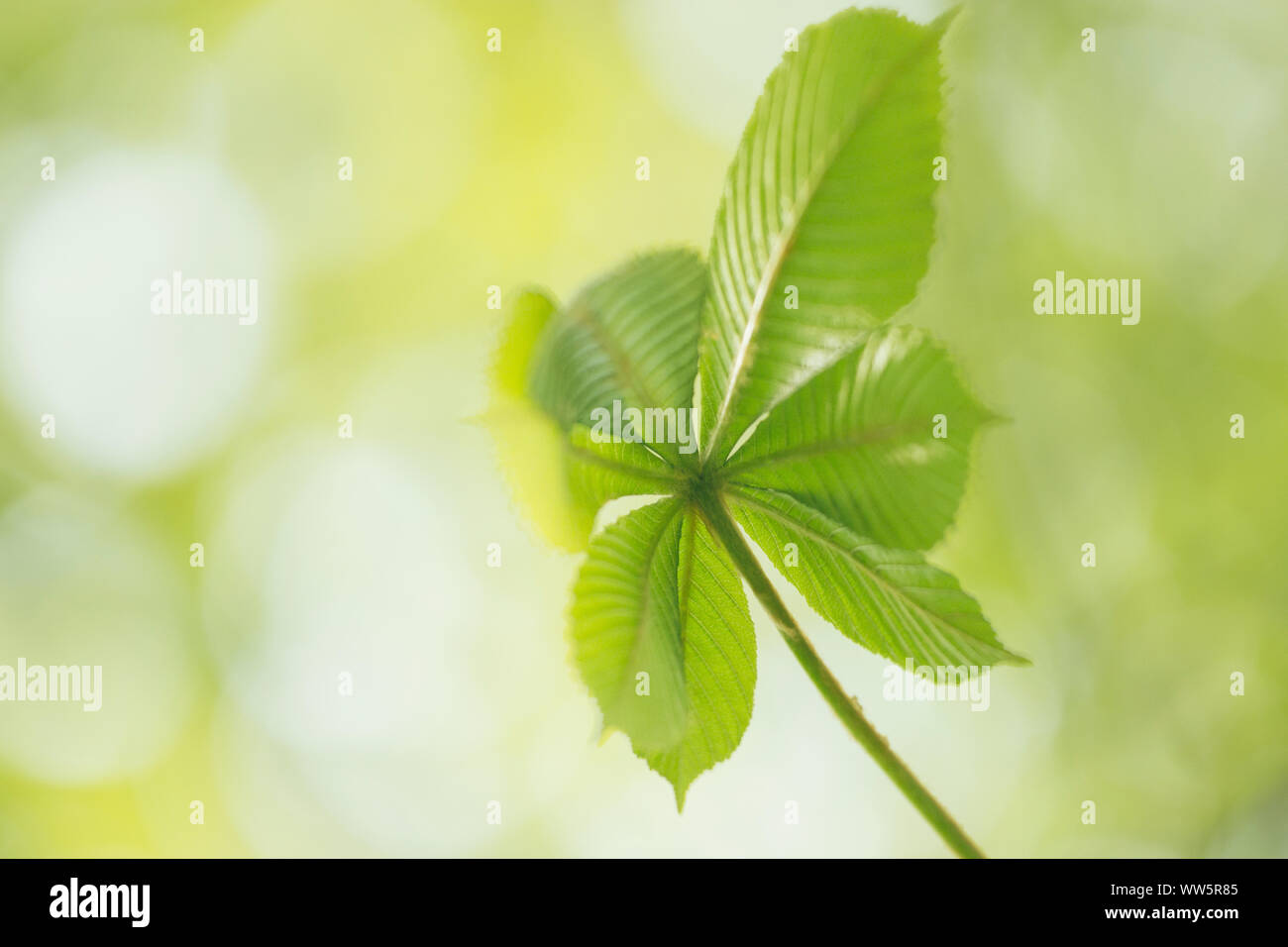 Frische grüne Kastanie Laub im Frühjahr Sonne, Stockfoto