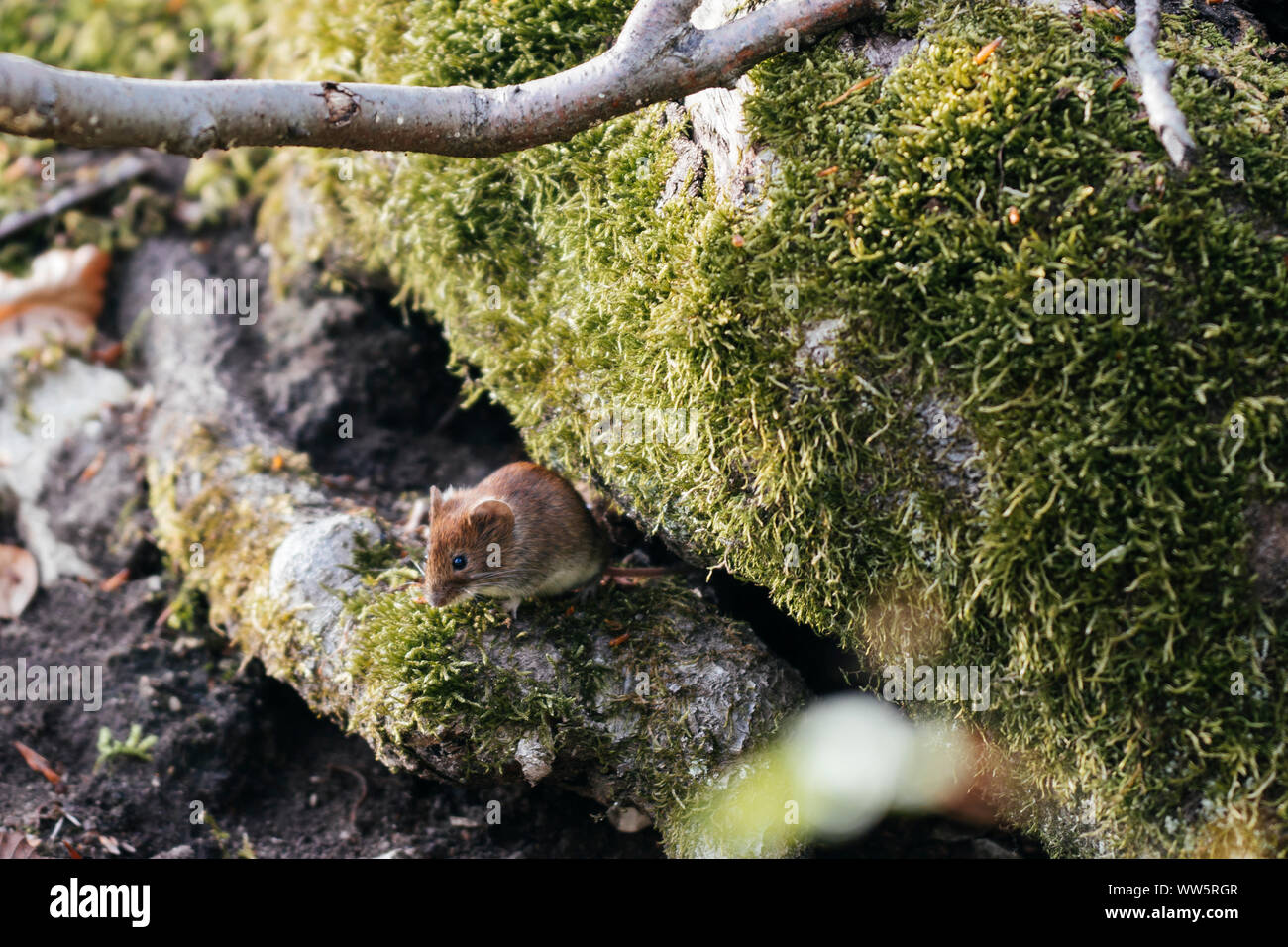 Maus im Teutoburger Wald, Stockfoto