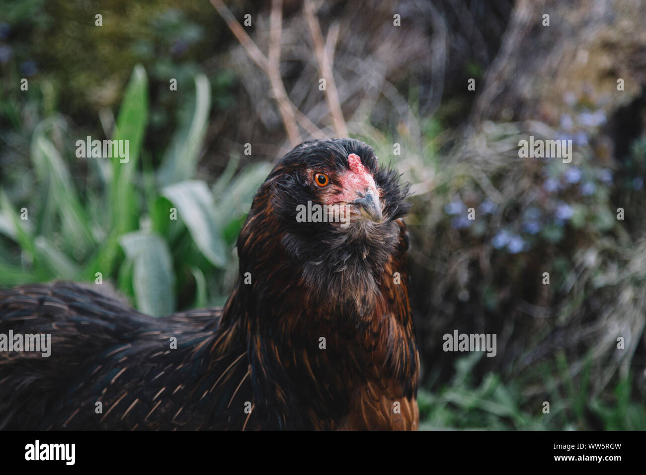 Huhn auf einem Bauernhof, Stockfoto