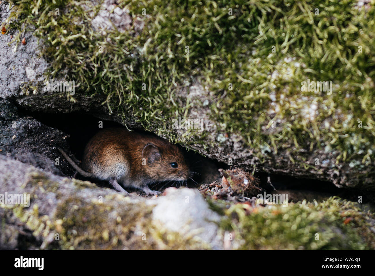 Maus im Teutoburger Wald, Stockfoto