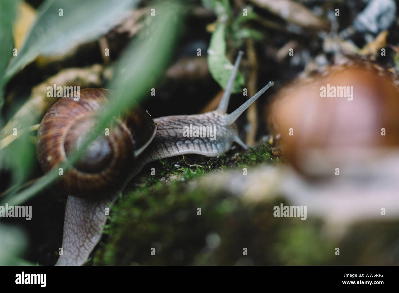 Schnecken - essbare Schnecken nach dem Regen in der Suche nach Essen, Stockfoto