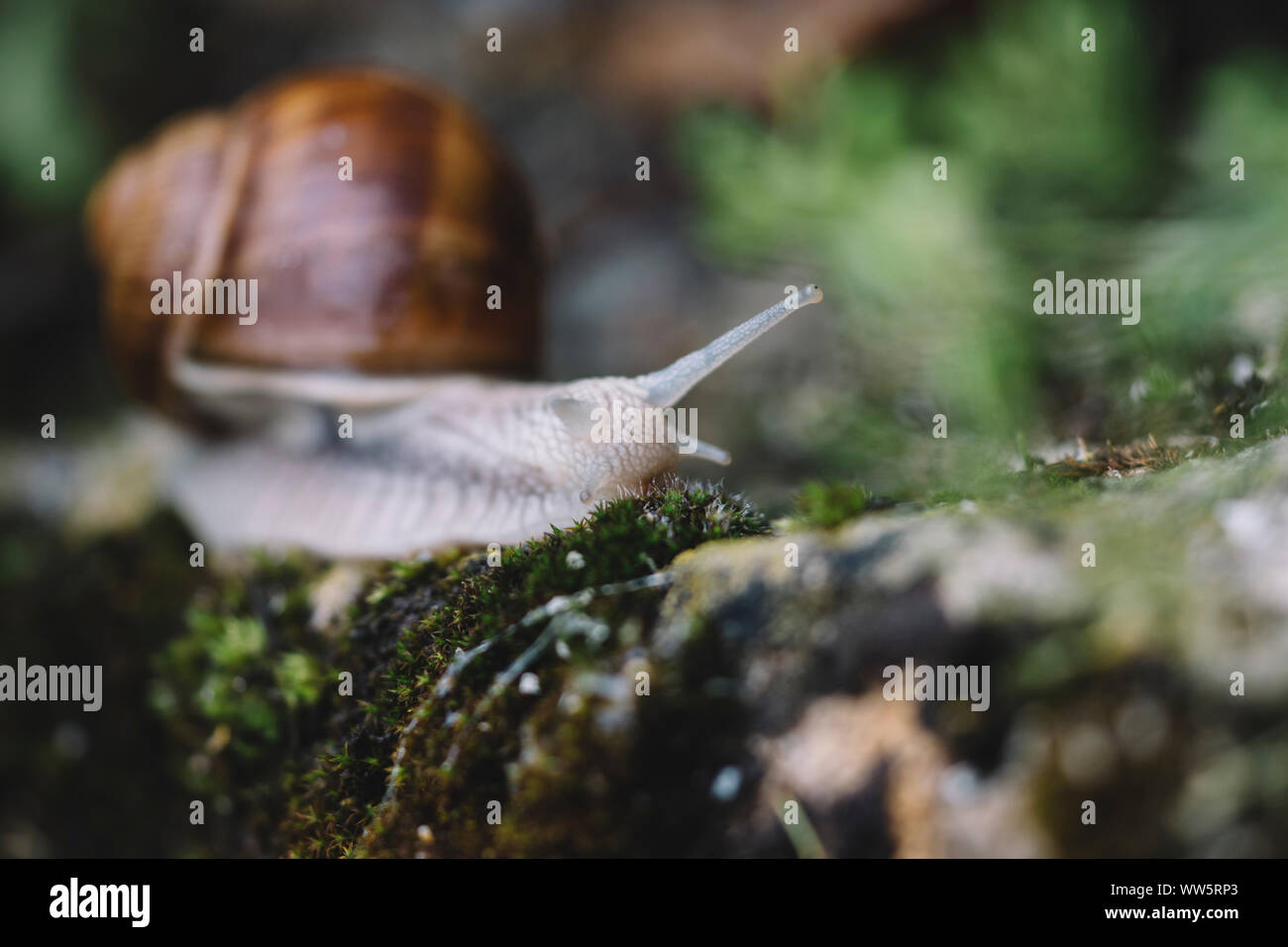 Schnecken - weinbergschnecke nach dem Regen in der Suche nach Essen, Stockfoto