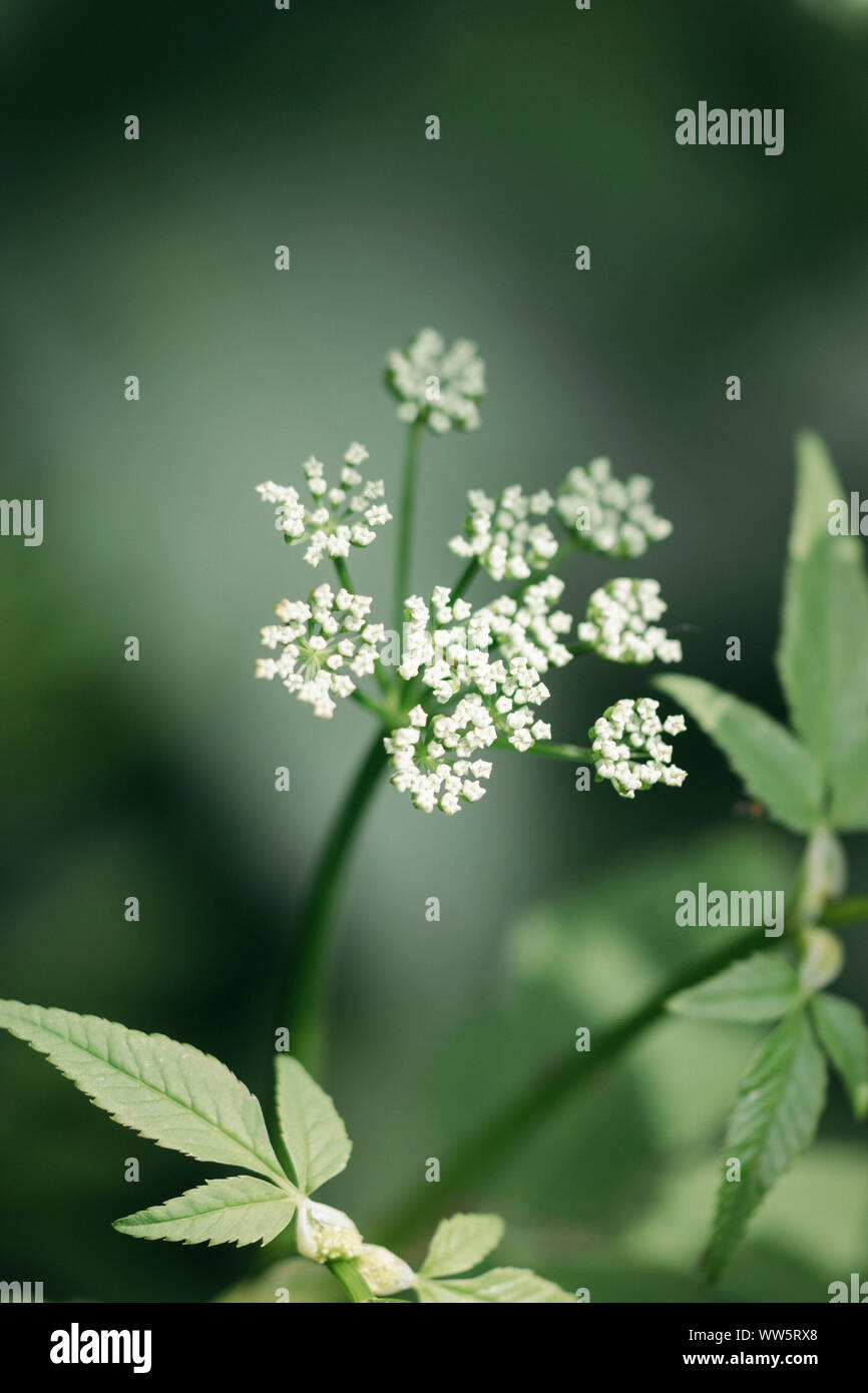 Elder, Aegopodium podagraria Boden Stockfoto