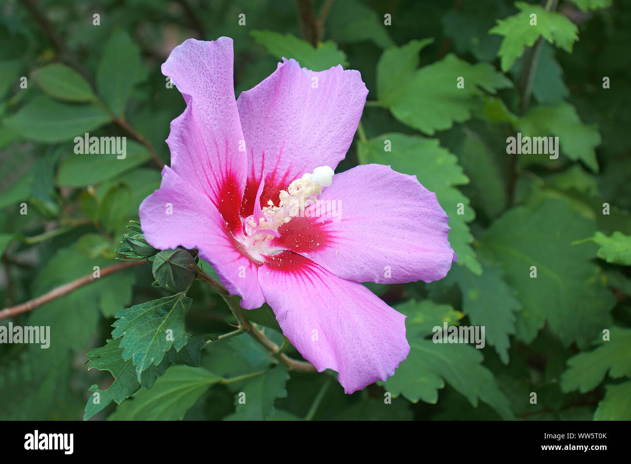 Hibiskus, stieg von Sharon, Hibiscus syriacus, Single rosa Blume wächst Outdoor. Stockfoto