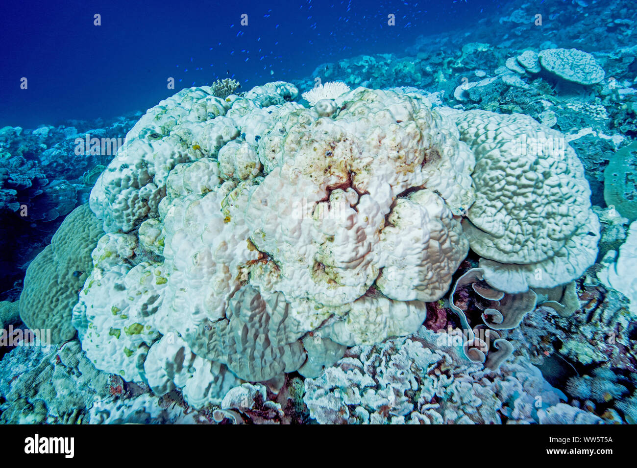 Klimawandel, Korallenbleiche, Pazifischer Ozean Stockfoto