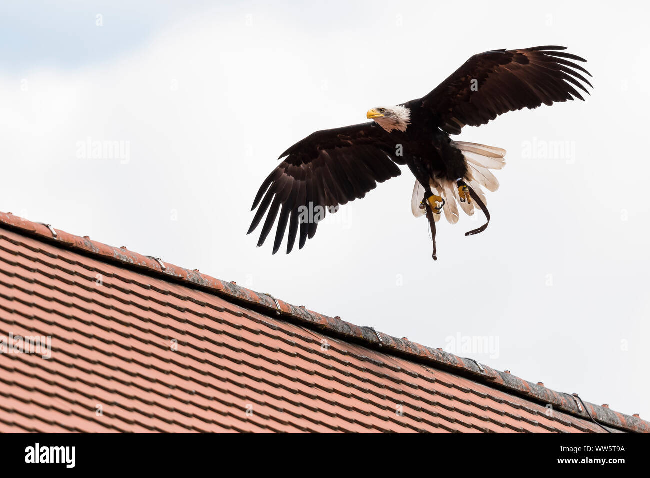 Weißkopfseeadler auf dem Flügel Stockfoto