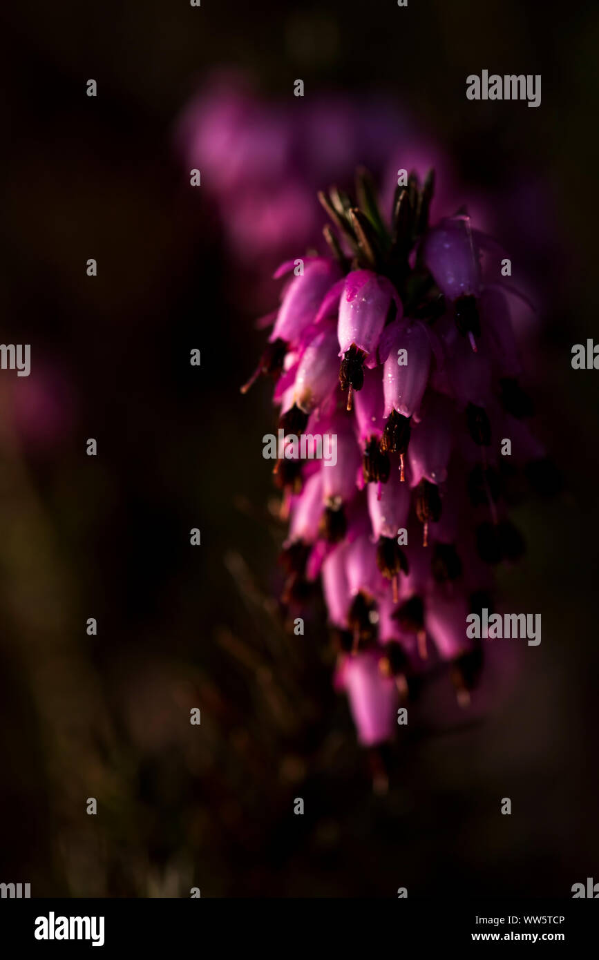 Blühende Stiel des Heather/Besen Heidekraut (Calluna vulgaris) Stockfoto