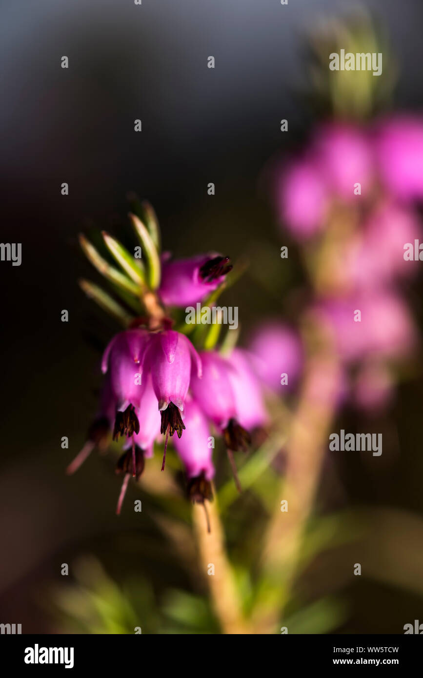 Blühende Stiel des Heather/Besen Heidekraut (Calluna vulgaris) Stockfoto