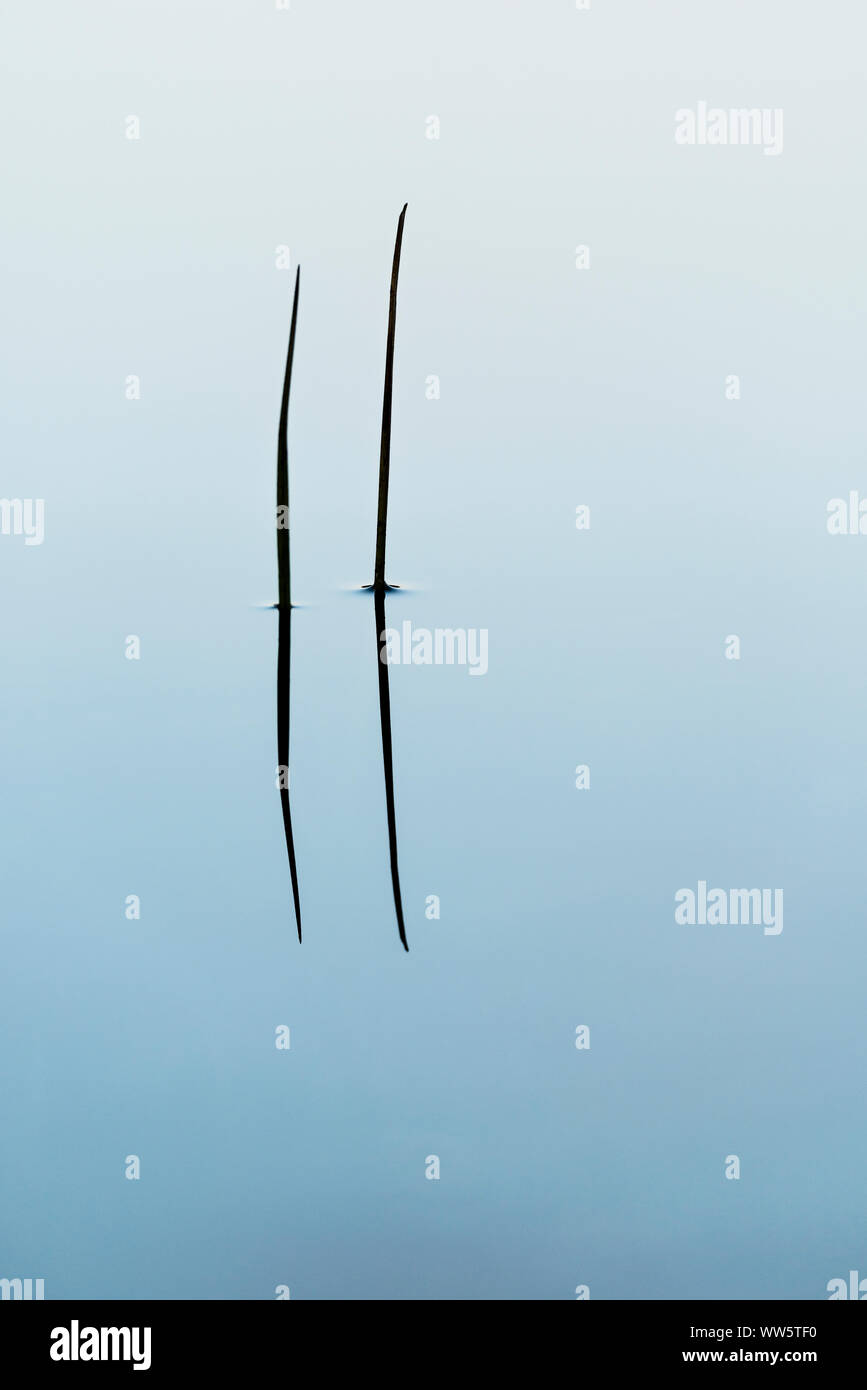 Reflexion der Reed Stiele im Wasser eines kleinen Sees in den bayerischen Alpen bei Sonnenuntergang. Hoher Kontrast stärkt die Strukturen. Stockfoto