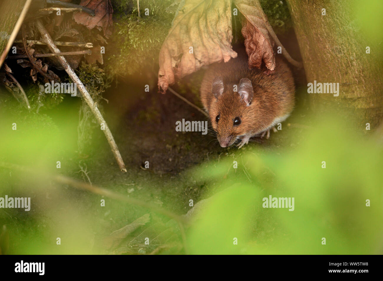 Gemeinsame vole am Eingang Ihres graben. Microtus arvalis Stockfoto