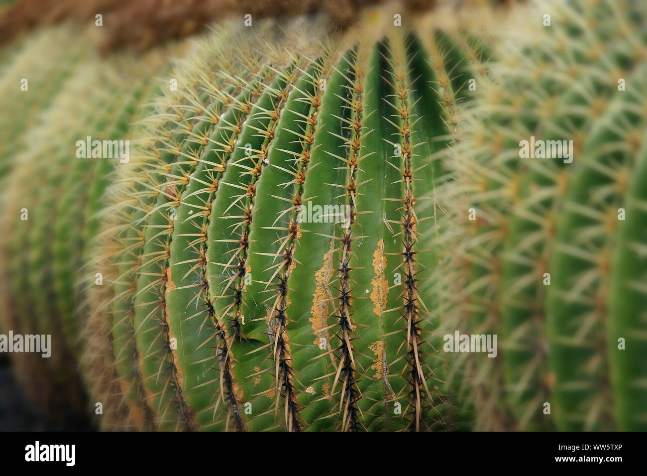 Schwiegermutter Kissen Kaktus Pflanze (Mexiko Stockfotografie - Alamy