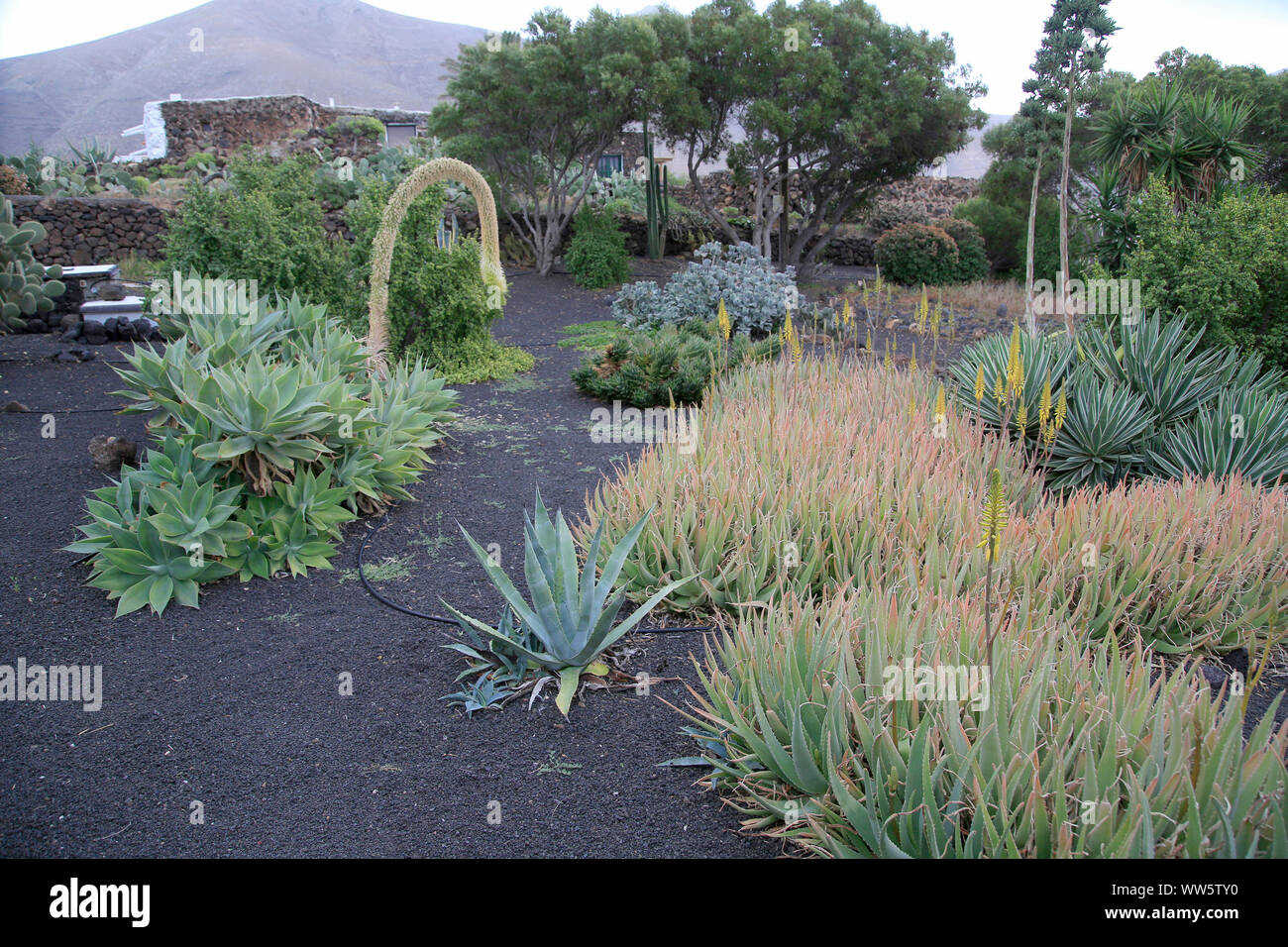 Andere Sukkulenten in einem mediterranen Garten Stockfoto