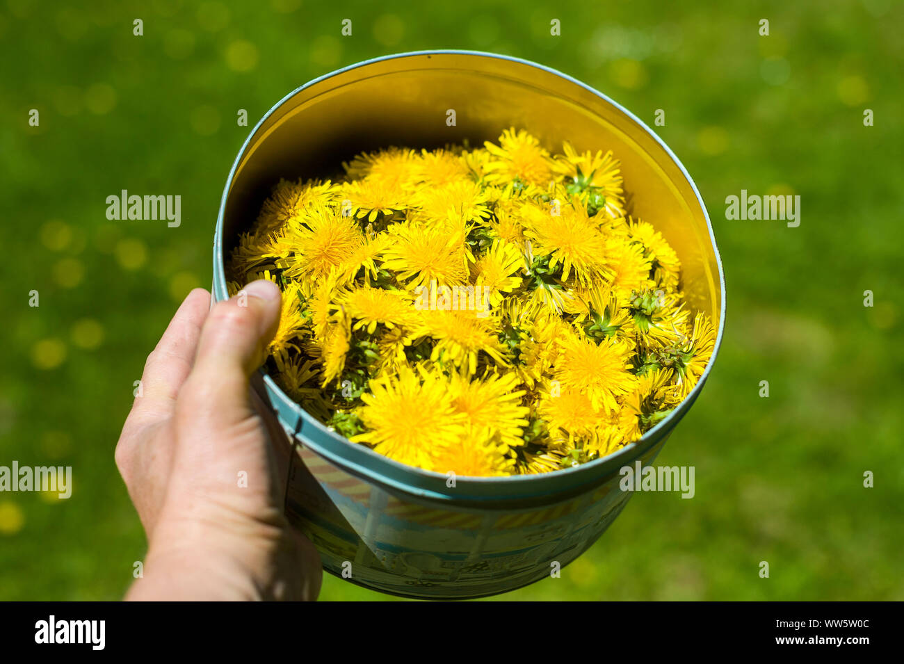 Hand eine Dose voller gelber Löwenzahn Blume Stockfoto
