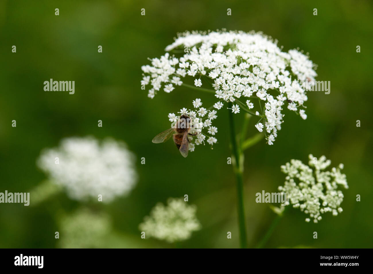 Gemeinsame Masse Elder, Blüten, Bienen Stockfoto