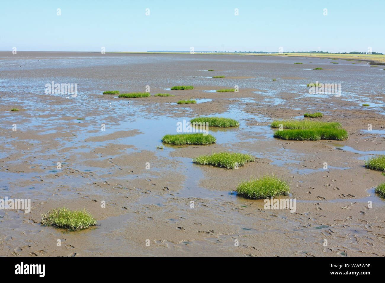 Wattenmeer bei Ebbe mit Gras, Dorumer Neufeld, Dorum, Niedersachsen, Deutschland, Europa Stockfoto