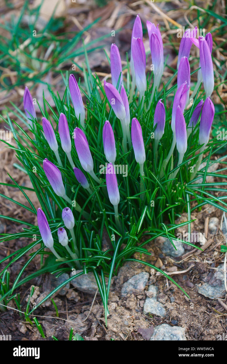 Krokus, frühen Krokus, Krokusse tomassinianus, Masse der violett gefärbten Blüten wachsen Outdoor. Stockfoto