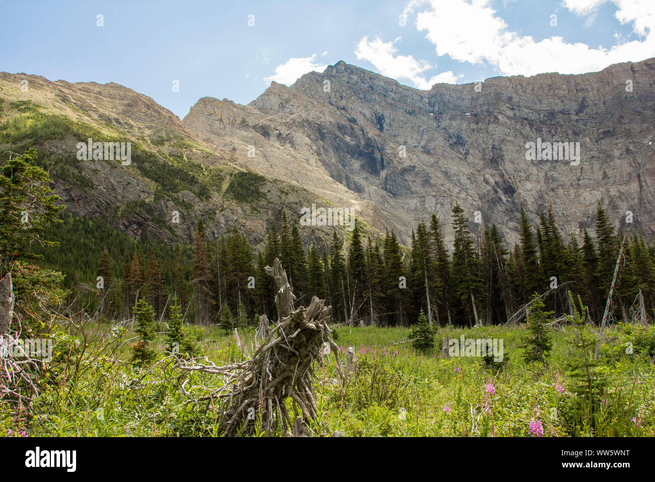 Alm mit wild wachsenden Blumen vor der Berglandschaft, Rocky Mountains, Alberta, Kanada Stockfoto